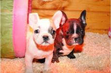 {{Franz�sische Bulldoggen Welpen}}